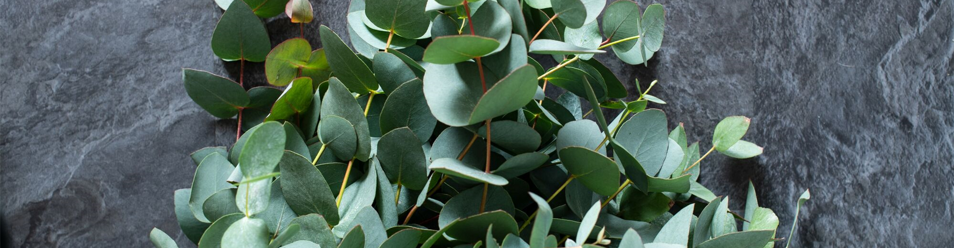 PFLANZE DES MONATS NOVEMBER: EUKALYPTUS
