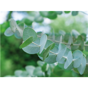 PFLANZE DES MONATS NOVEMBER: EUKALYPTUS