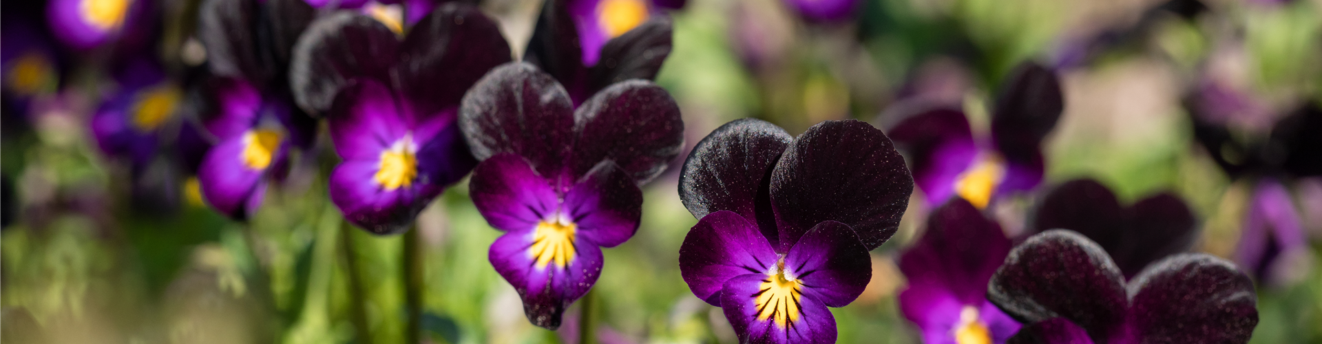 Viola cornuta