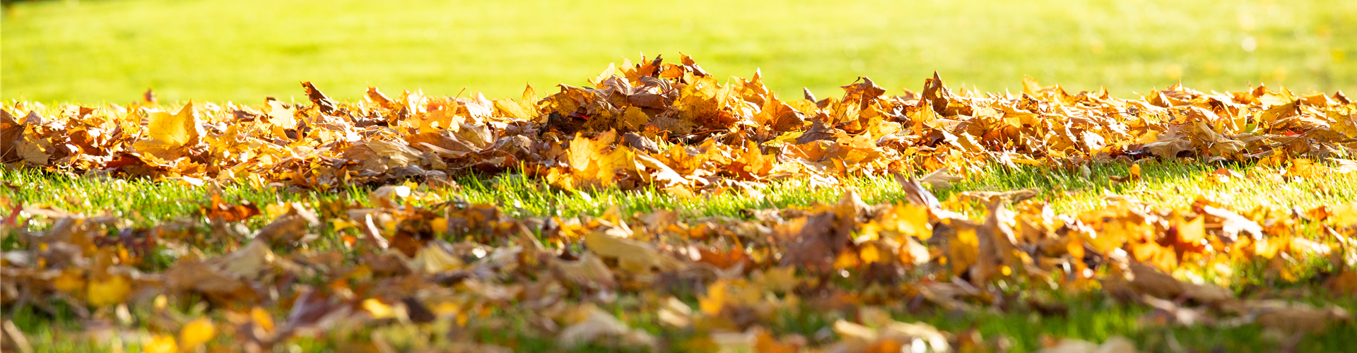 Herbst - Laub auf Rasen