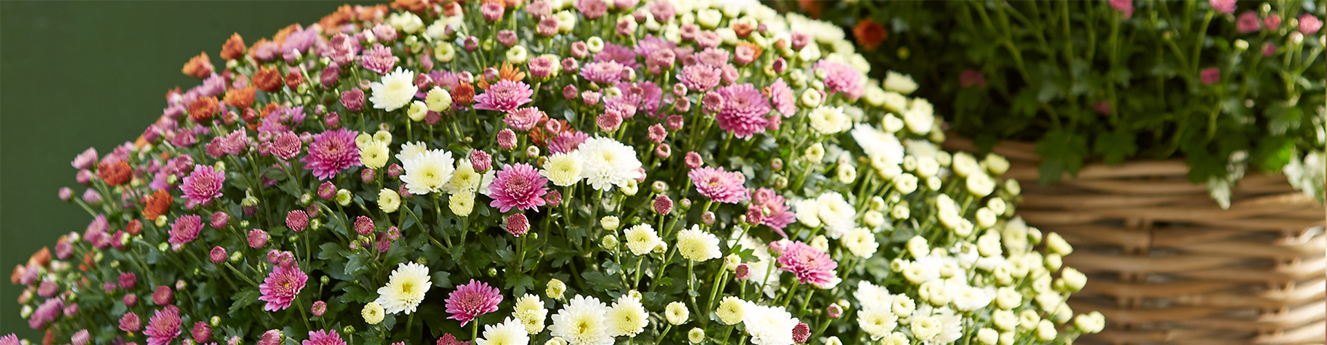 GARTENCHRYSANTHEME