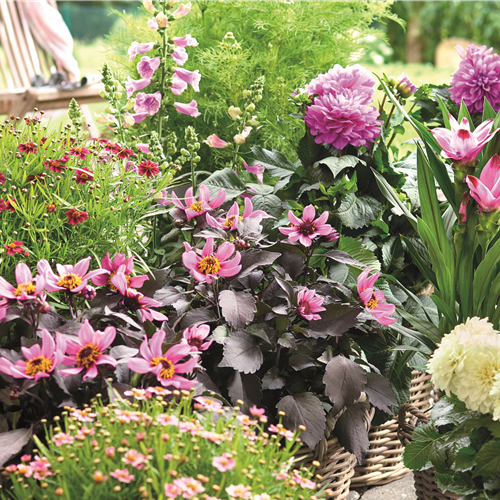 BLÜHENDER GARTEN! AUSDAUERNDE STAUDEN FÜR TERRASSEN UND BEETE. 