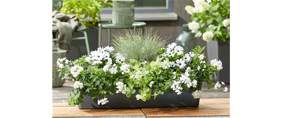 IM TREND: BALKON!