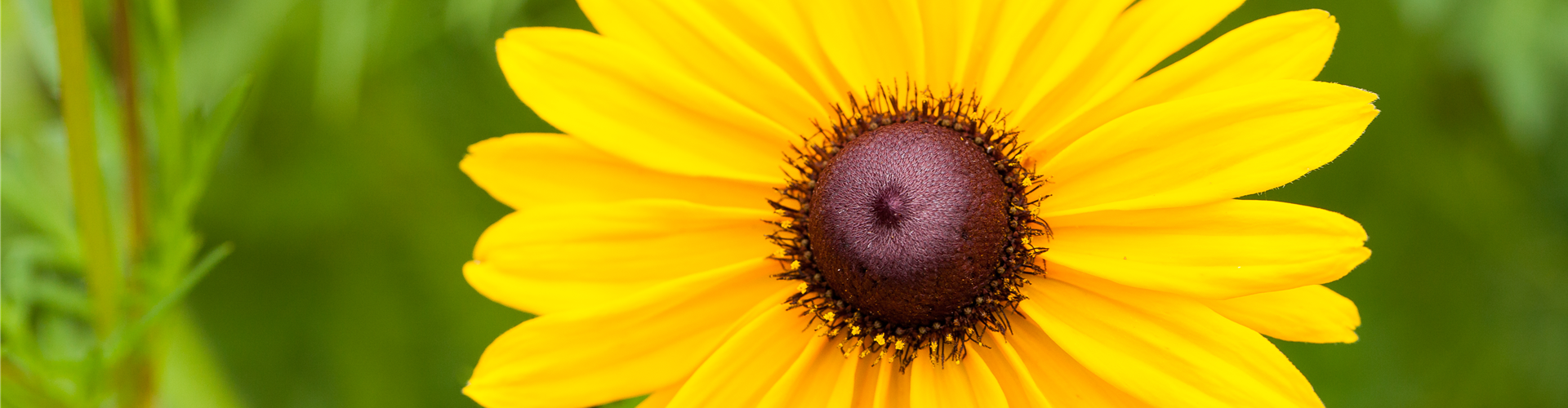 Rudbeckia