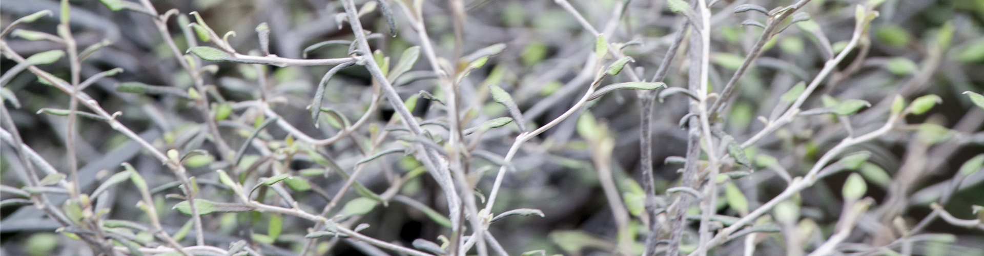Corokia cotoneaster