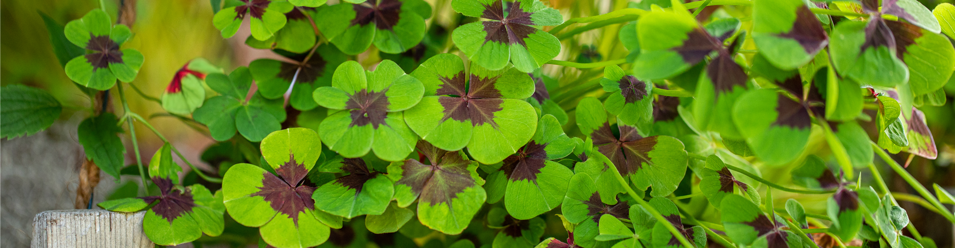 Oxalis deppei