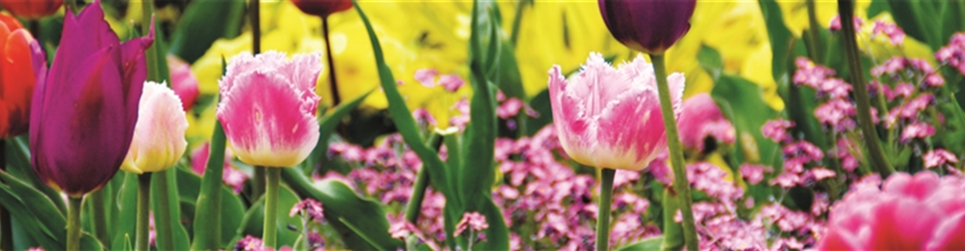FRüHLING BEGINNT IM HERBST!