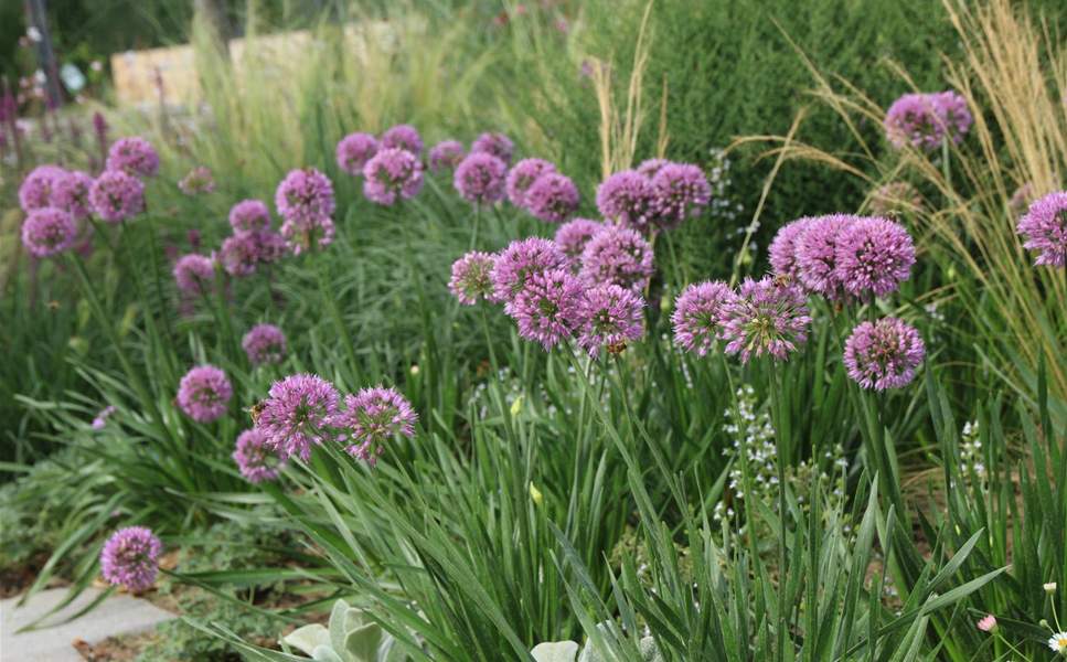 Stauden - Die richtige Pflege Stauden - Die richtige Pflege