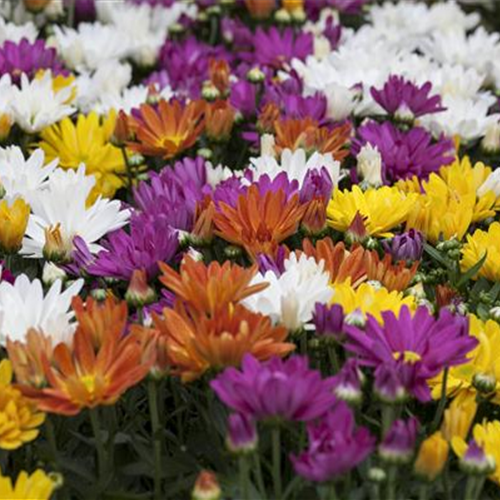 CHRYSANTHEMEN IN FARBEN UND FORMEN