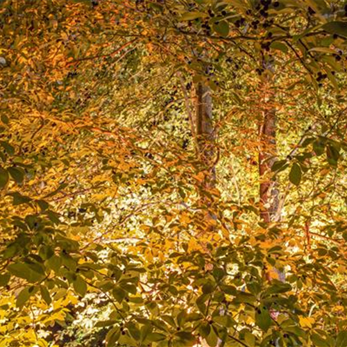 LICHTQUELLEN MACHEN DEN GARTEN SCHöNER!