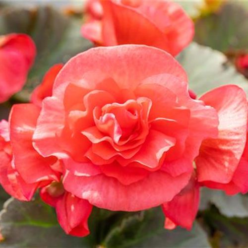 EINE BLUME SAGT MEHR ALS 1000 WORTE