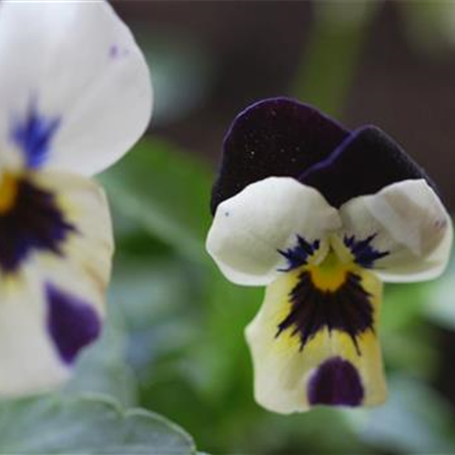 Hornveilchen - Einpflanzen im Garten