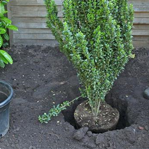 Neumanns Gartenwelt Große Pflanzenauswahl aus Tornesch