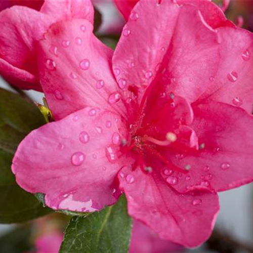 DIE ZIMMERAZALEE  DIE ZIMMERAZALEE