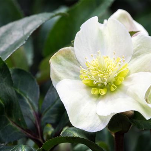 BLüHENDE PFLANZEN im Winter BLüHENDE PFLANZEN im Winter