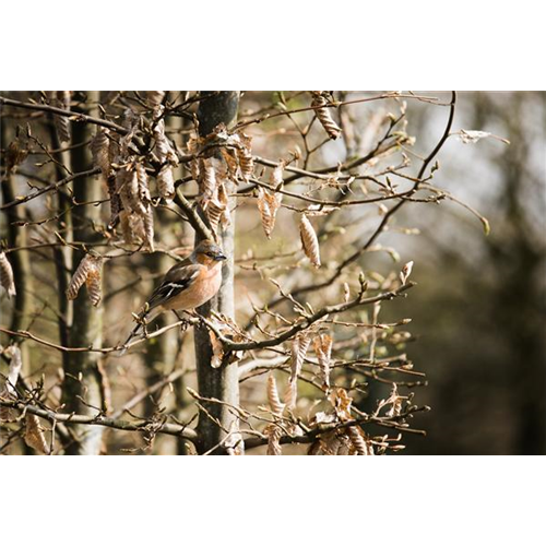 TIPPS ZUR WINTERVOGELFüTTERUNG!