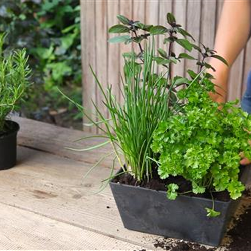 Neumanns Gartenwelt Große Pflanzenauswahl aus Tornesch
