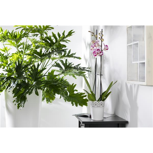 WIE GEHT...ORCHIDEEN UMTOPFEN?