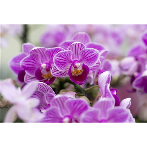 ORCHIDEEN-VIELFALT