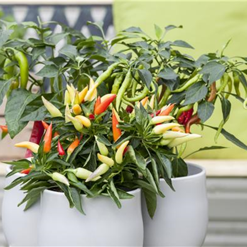 EIN NASCHGARTEN AUF DEM BALKON