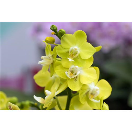 ORCHIDEEN-PFLEGE