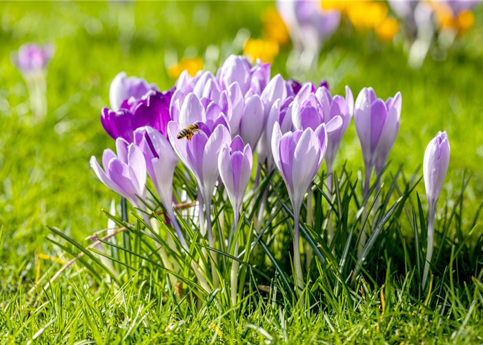 BUNTES OSTERFEST MIT FRüHLINGSBOTEN! BUNTES OSTERFEST MIT FRüHLINGSBOTEN!