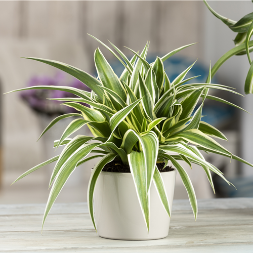 DIE GRüNLILIE - DAS GENIE UNTER DEN ZIMMERPFLANZEN