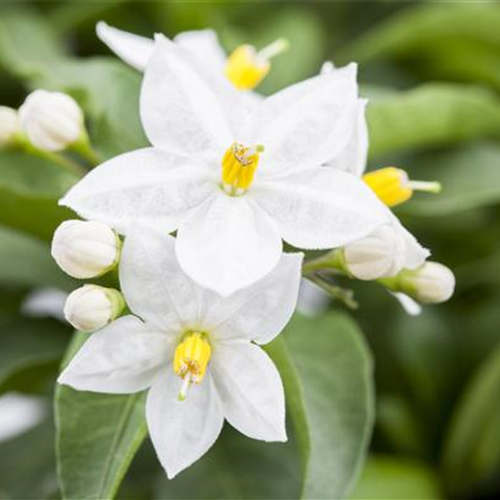 DER SOMMERJASMIN!