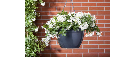DER SOMMERJASMIN!