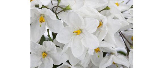 DER SOMMERJASMIN!