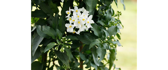 DER SOMMERJASMIN!
