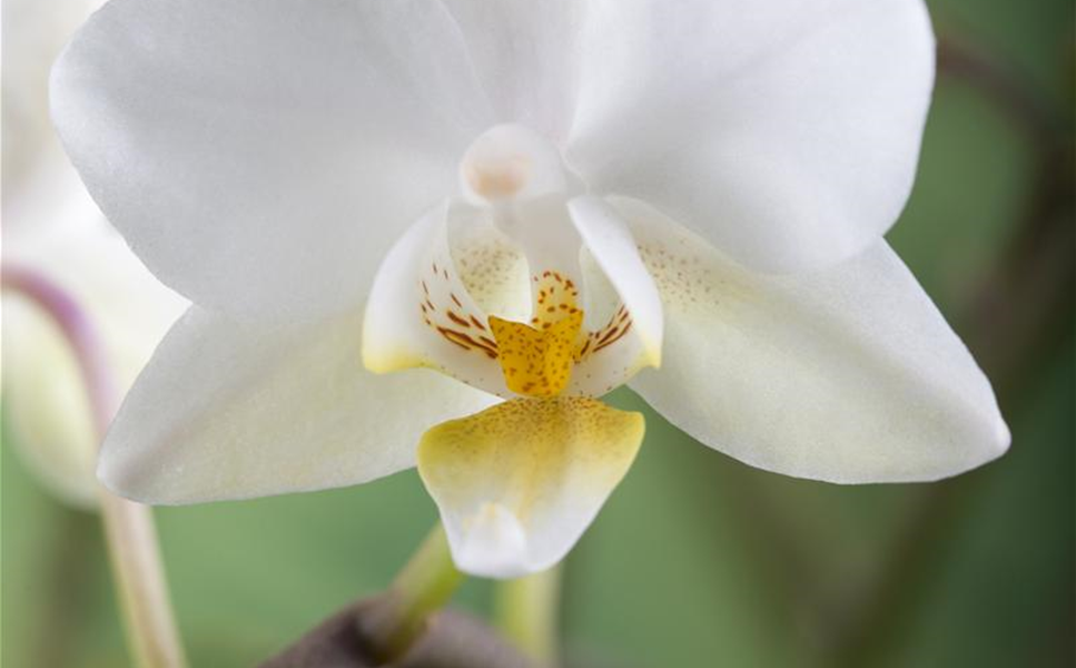 Zier- und Zimmerpflanzen - vielseitiges Angebot