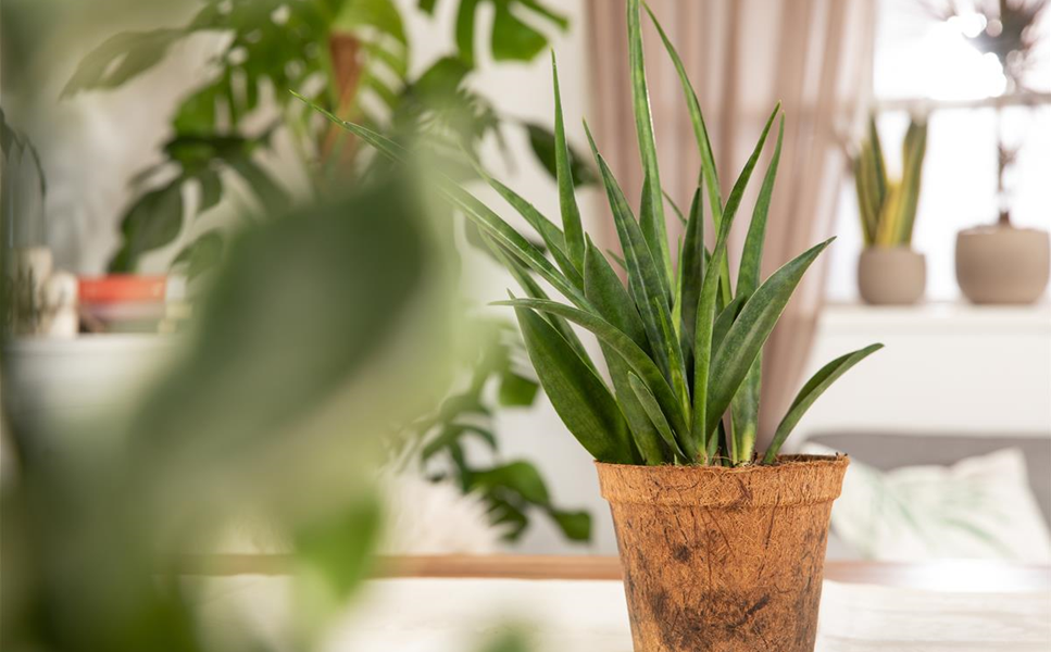 Perfekte Geschenkideen - mit passenden Accessoires