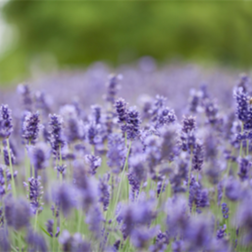LAVENDEL