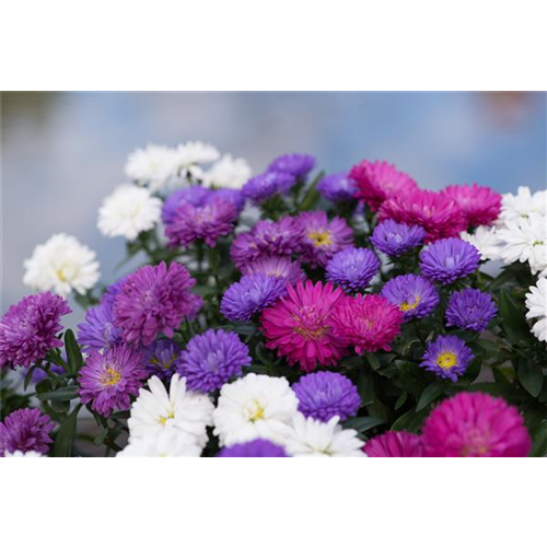 ASTER