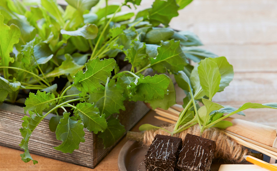 widerstandsfähig - Bio-Kräuter