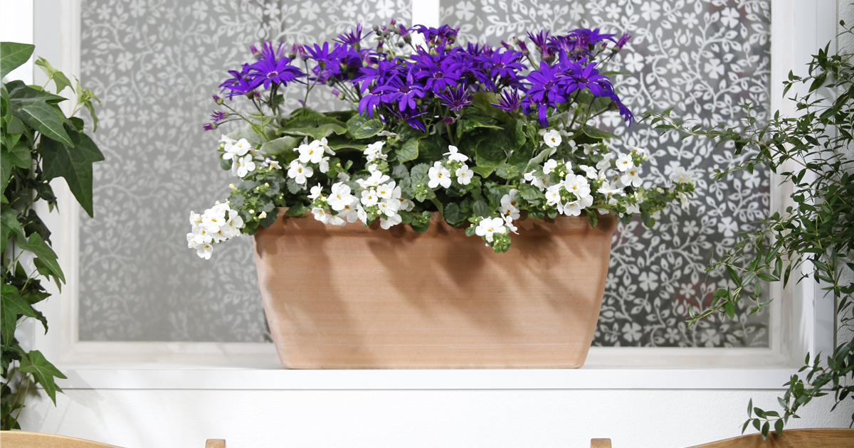 Der Winter wird gr n Winterharte Pflanzen f r den Balkon Der Winter wird gr n Winterharte Pflanzen f r den Balkon